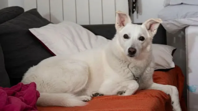Hero dog dies protecting 2-year-old boy and dad from wolf attack