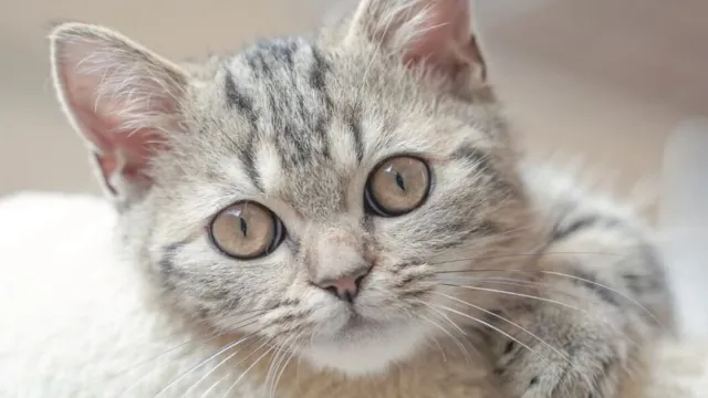 Cat cafe confirms all cats rescued after being trapped in earthquake-hit shopping mall
