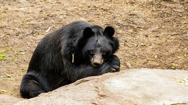University bans processing wild animals in dorm kitchens after two students butcher bear on campus