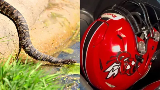 High school football player finds venomous snake in helmet after wearing it for an hour