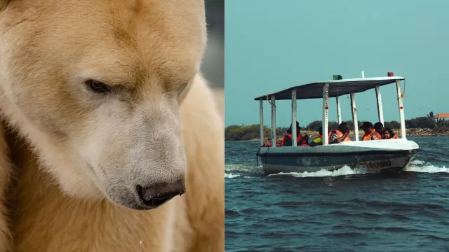 Boat passenger who woke up polar bear with foghorn gets $5,000 fine