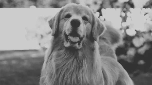 Viral golden retriever Tucker Budzyn dies aged 8 following complications from cancer treatment
