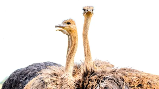 Man raises 400 ostriches after tick bite makes him allergic to red meat