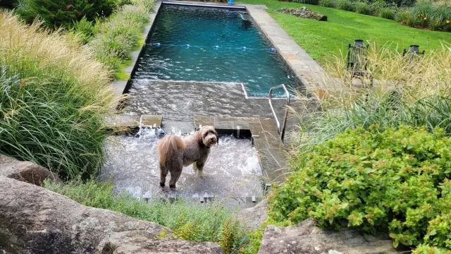 Couple responds to claims they spent $2m on house just for their dog