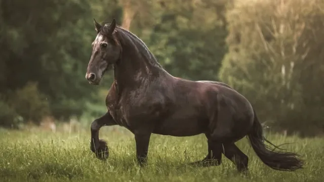 World’s tallest living horse is a record-breaking 6ft 6in and he’s still growing