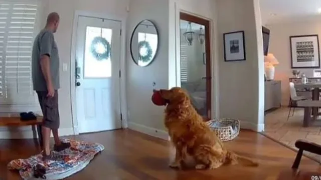 Dog helps police arrest home invader by repeatedly trying to play with him