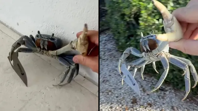 Florida man finds “gangster” crab wielding knife trying to attack him and his dog