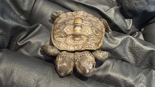 Wildlife experts discover rare two-headed turtle on Cape Cod