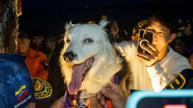 Rescue dog Tsunami honored with bronze statue and medals as he retires “at the top of his game”