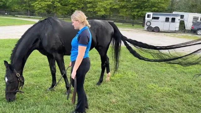 Jenny the horse smashes 19-year Guinness record with tail as long as a car