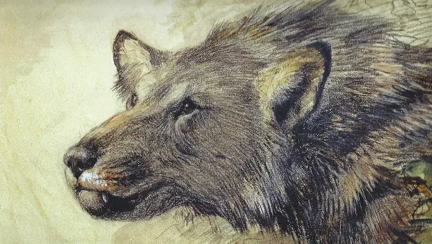The Queue: Borophagus