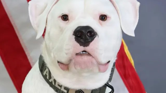 Deaf rescue dog trained with sign language joins National Guard deployment