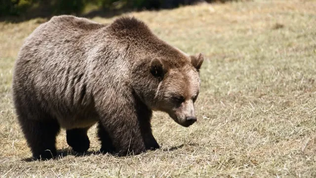 Fat Bear Week returns to crown Alaska’s fattest bear