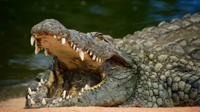 Man faces years in jail for making AI photo of crocodile to scare people