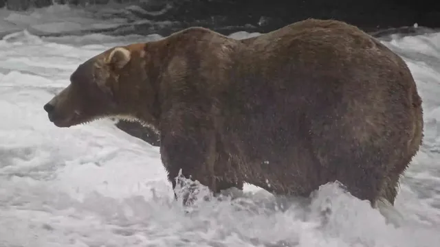 Fat Bear Week 2026 crowns winner ‘Backpack’ after razor-close fan vote