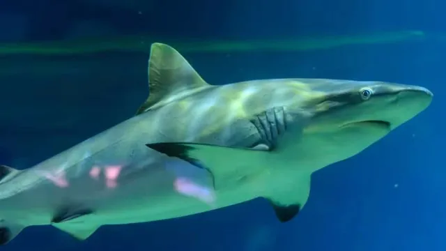 Shark trapped in South Korean canal draws 600,000 visitors and becomes city ambassador