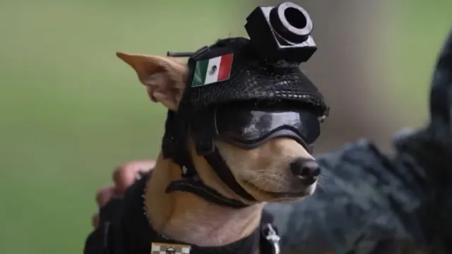 15-pound Chihuahua becomes member of Mexico’s National Guard