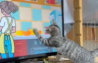 Cats appear to be enamored with Rhythm Heaven Groove