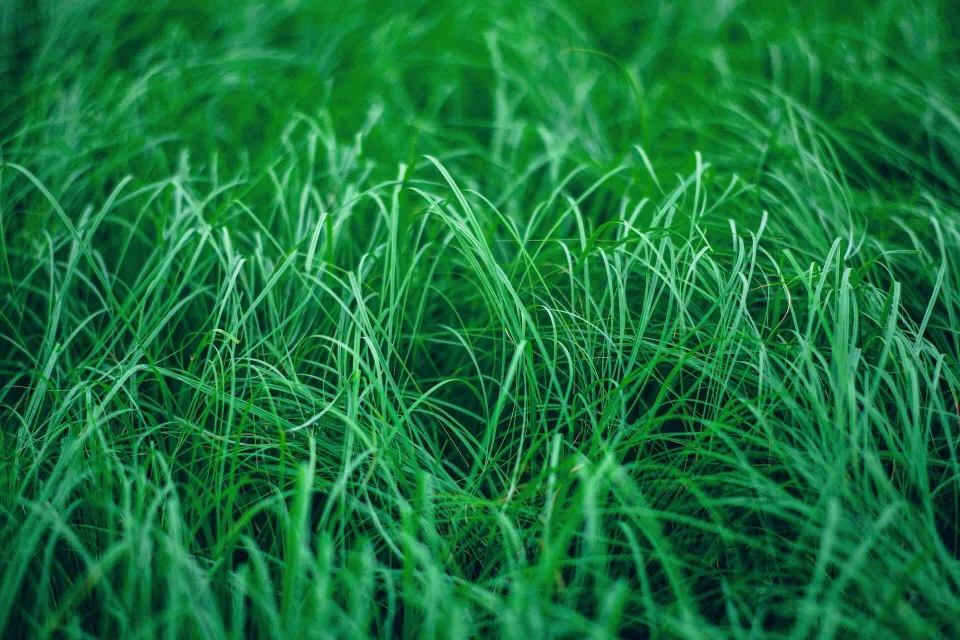 Touch Grass cover art
