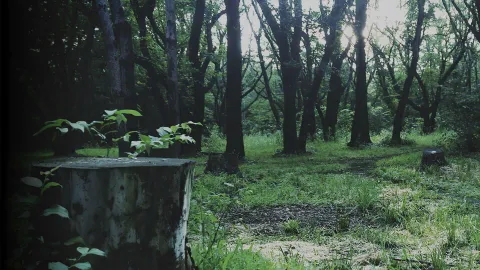 P.T. cover