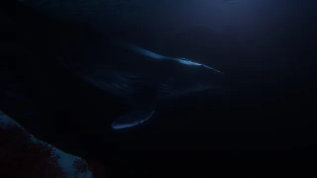 Beyond Blue screenshot