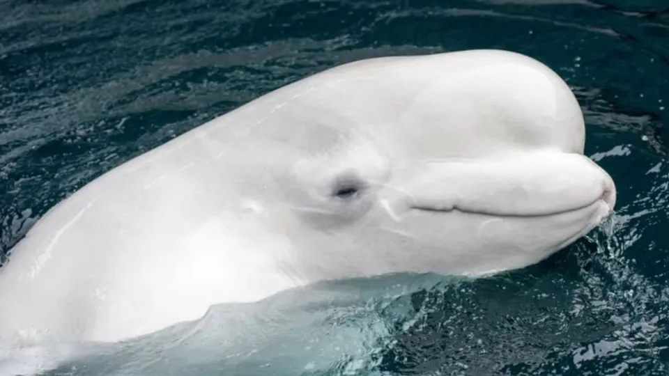 30 Beluga whales trapped at closed theme park for 2 years finally approved for rescue