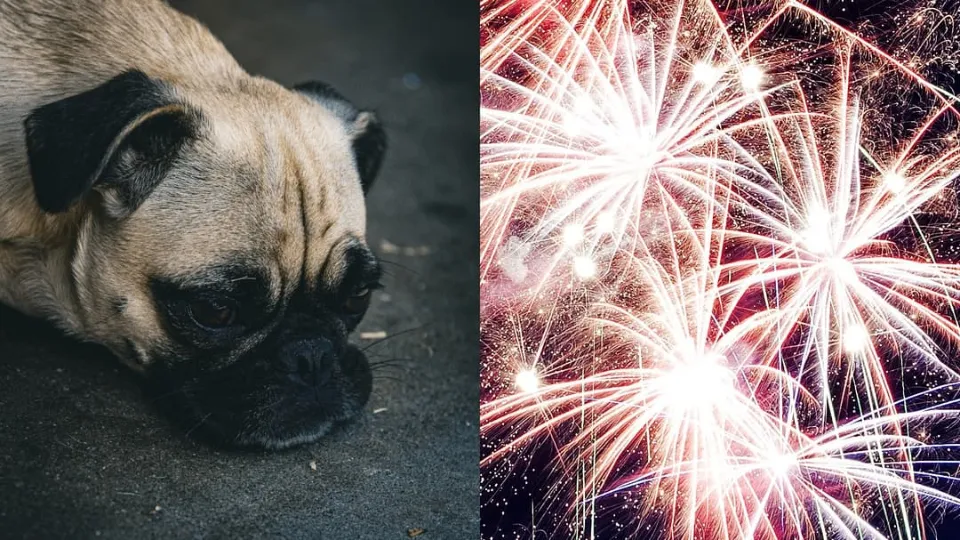 UK Government plans fireworks crackdown to protect pets from loud bangs
