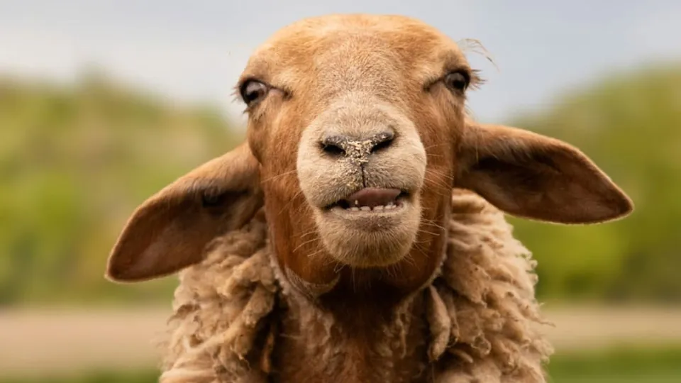 Farmer saves gay sheep from slaughter after they refuse to mate with females