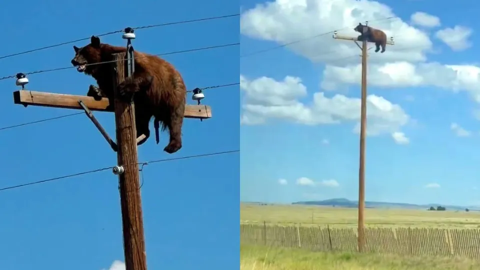 Bear dies after getting stuck on utility pole as rescue deemed too risky