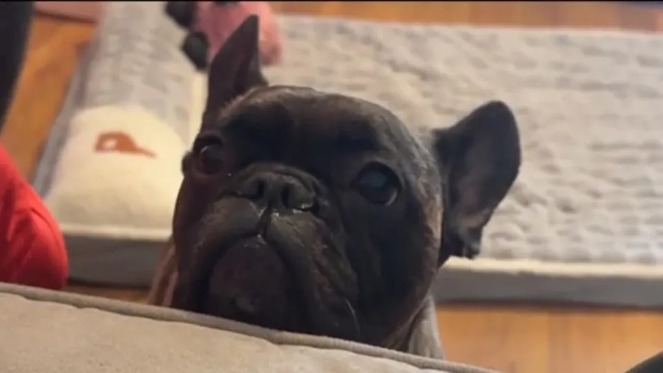 TikToker sends dog’s ashes into space with his favorite Toy Story alien