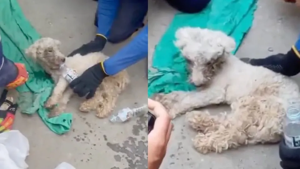Dog found alive after surviving 29 days trapped beneath earthquake rubble