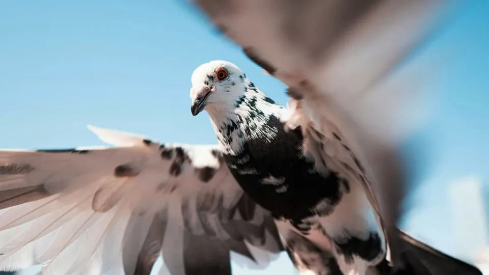 Mysterious man won’t stop feeding birds at midnight and it’s causing total mayhem