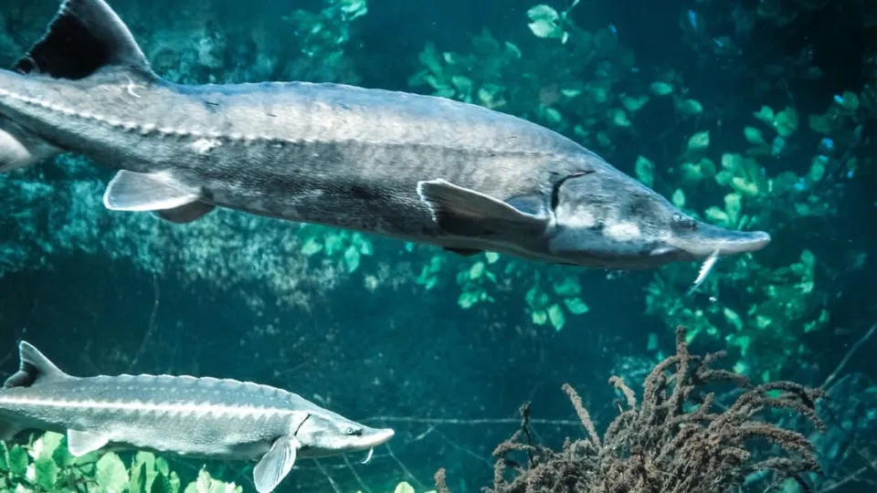 Scientists discover ancient “dinosaur fish” may live for over 400 years