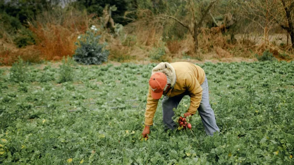 Farmer kills 25 acres of his own crops after taking AI’s advice