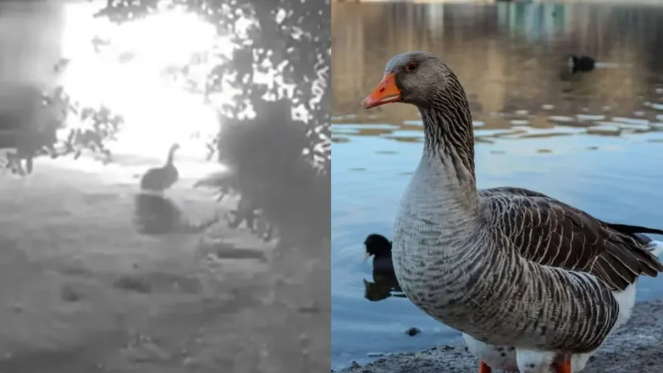 Hero goose saves animals from barn fire by honking owner to wake up