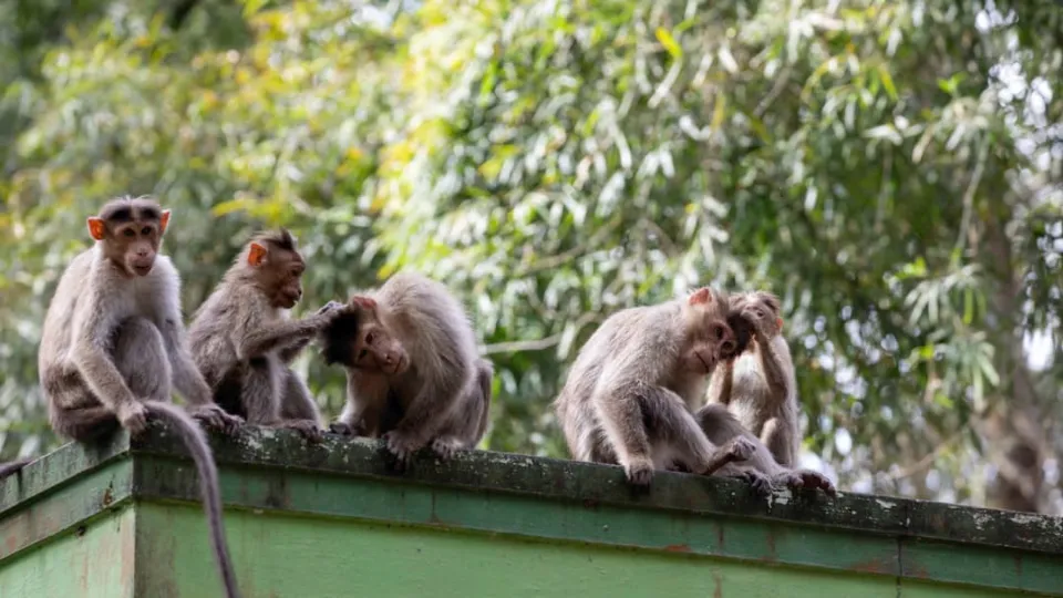 “Monkey whisperers” hired to stop monkeys disrupting badminton championship
