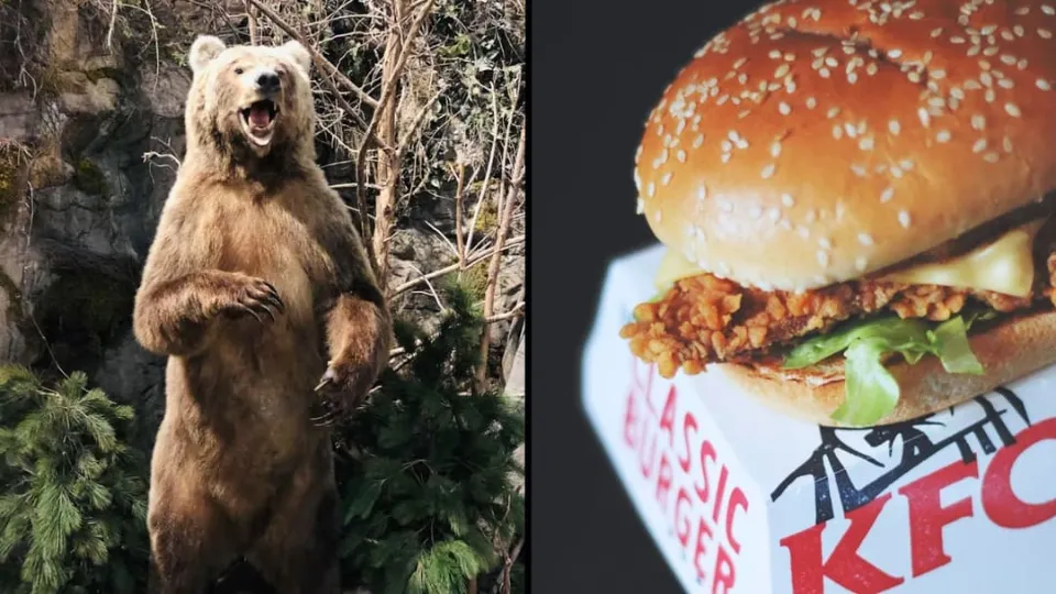 Bear breaks into woman’s home to steal KFC while she was asleep