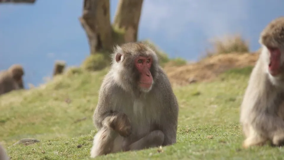 Escaped monkey returns to captivity by himself after being free for a day