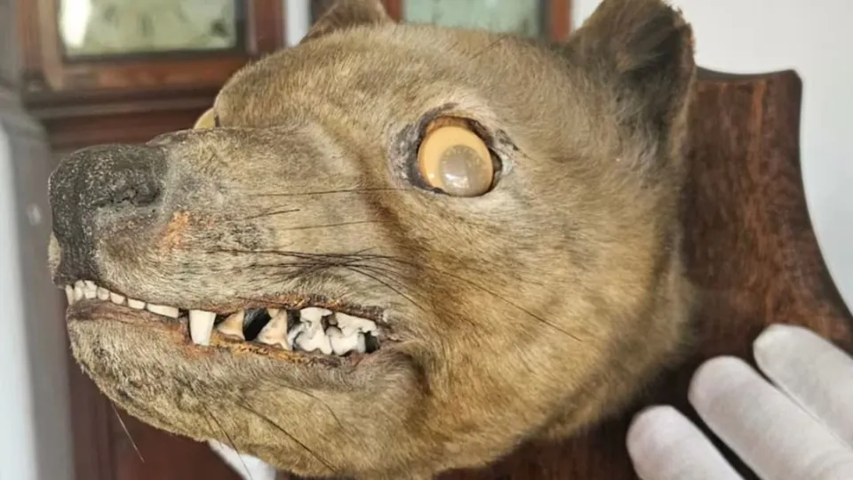 Stuffed animal with googly eyes is actually extinct tiger worth $84,000