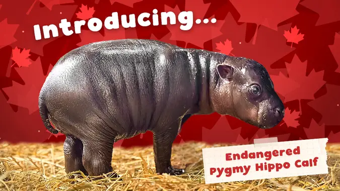 Hold your Friday horses, we’ve been blessed with not one but two precious pygmy hippo babies