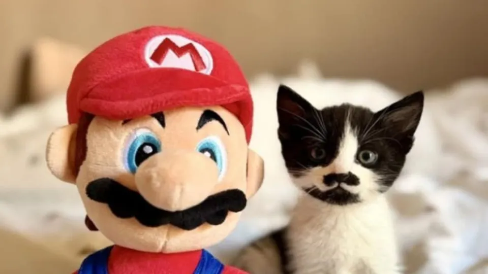 Super Mario’ lookalike rescue kitten seeks a forever home