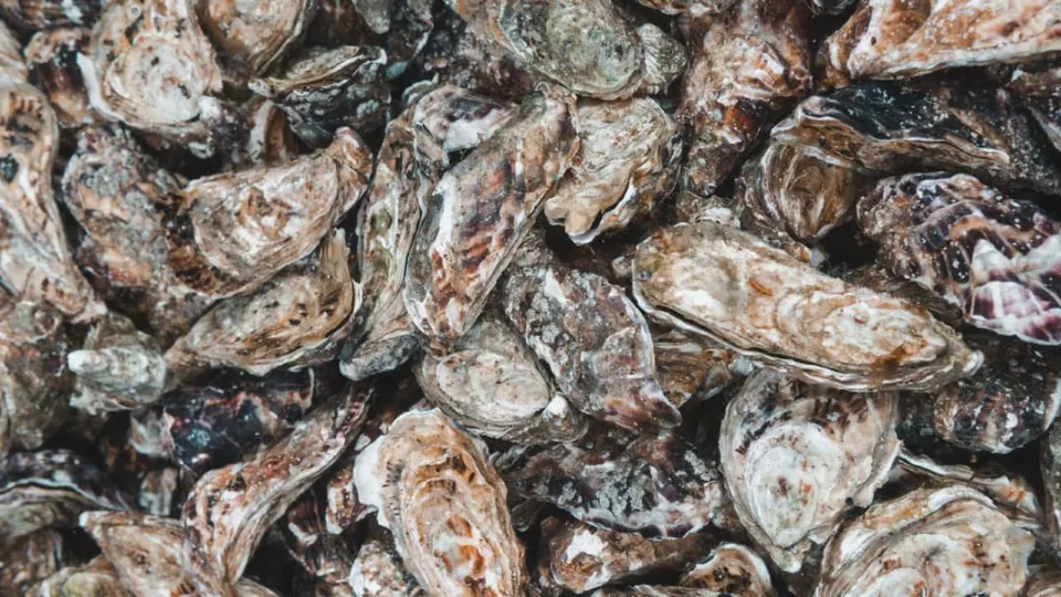 Police hunting thief in $250k oyster heist