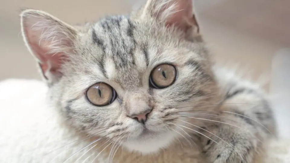 New York City getting a bodega just for cats complete with free treats