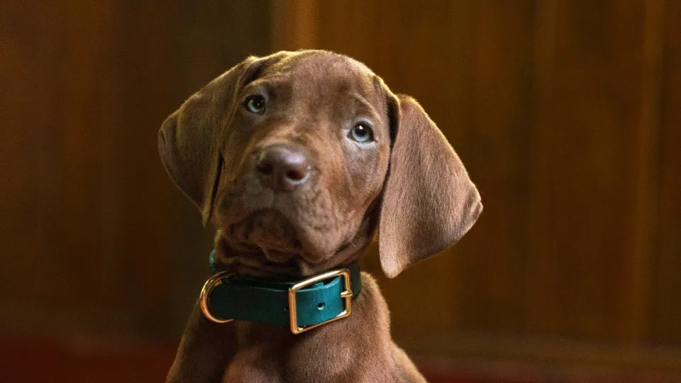 Scooby-Doo: Origins Reveals Cute New Photo of the Live-Action Dog