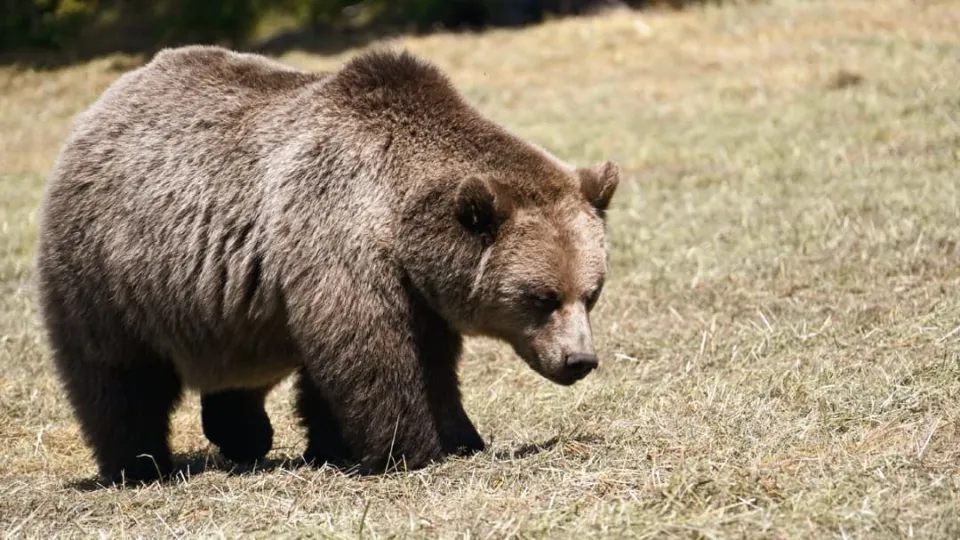 Fat Bear Week returns to crown Alaska’s fattest bear