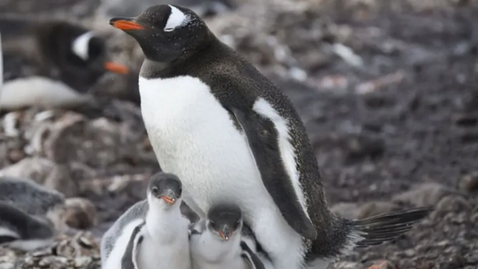 Scientists discover first new penguin species in over 100 years